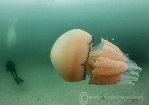 Barrel jellyfish.
Porthkerris, Cornwall. by Mark Thomas 